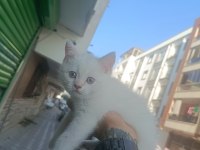Mavi gözlü siyah burun ve kuyruklu british shorthair