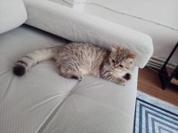 British shorthair 5 aylık kedimiz