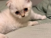 Uyguna scottish fold
