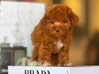 Tatlı Toy Poodle Bebeklerimiz