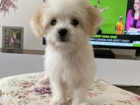 Morkie dişi