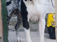 Great Dane (Danua A Şecereli)