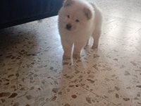 Chow chow köpeği