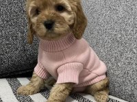 Mükemmel Kaliteli Maltipoo Yavru