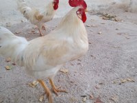 Besili Horoz