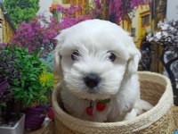 A KALİTE Maltese Terrier YAVRULAR