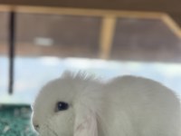 Hollanda lop tavşanı yavrusu