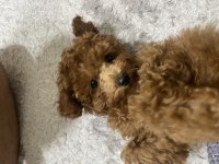 Poodle Köpeğimizi Sahiplendirme