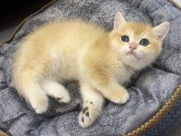 Ny12 Golden Aylık British Shorthair Bebeklerimiz