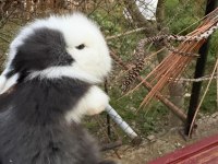 1 aylık hollanda lop tavşanı