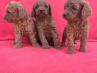 Kaliteli Poodle Yavrularimiz
