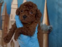 Red brown Kore toy poodle