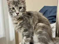Geleceğin Dev Güzeli Safkan Maine Coon Dişi