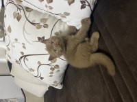 Cinnamon British Shorthair