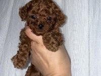 RED BROWN KORE TEA CUP POODLE BEBEKLER