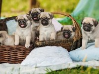 Irk Ve Sağlık Garantili Pug