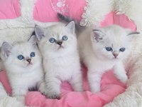 Maviş point british shorthair bebekleirm 