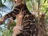 Show Class Erkek Bengal 