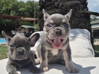 Blue Eyes French Bulldog Yavruları 
