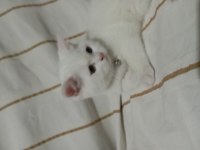 Sahiplendirme british shorthair