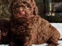 CHOCOLATE TOY POODLE YAVRULAR
