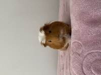 Ücretsiz Guinea Pig