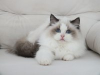 Full şecereli ragdoll yavruları