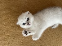 Anne baba şecereli dişi scottish fold