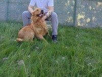 3 yaş erkek golden retriever