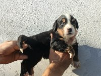 Bernese yavrularımız