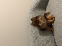Pomeranian köpeğimiz leo