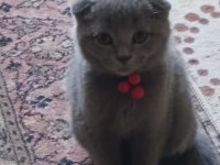 Scottish Fold Erkek Yavru