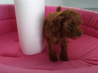 Petmode köpek çiftliğinde ziyarete açık toy poodle