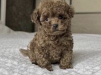 Toy Poodle Köpeği