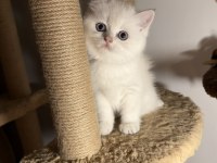 British shorthair golden point dişi erkek bebeklerim