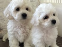 MUHTEŞEM 0 NUMARA MALTESE BEBEKLER