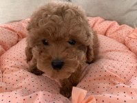 TOY POODLE YAVRULARI