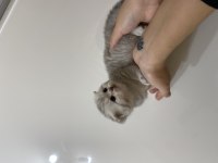A kalitede Scottish fold yavrular