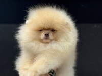 Yaruşma düzeyinde pedigreli teddy pomeranian