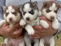 SİBİRYA KURDU (HUSKY) YAVRULARI ÜRETİM ÇİFTLİĞİNDEN