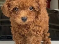 Toy poodle dişi erkek 1.5 aylık