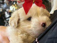 68 günlük maltipoo yavrumuza yuva arıyoruz