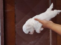 Kartopu Yavru Köpekler Yeni Yuvalarini Ariyorlar