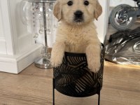 Harika golden retriever bebekler