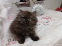 2 BUÇUK AYLIK DİŞİ YAVRU CİNNAMON KEDİSİ