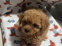 Maltipoo Yavrumuz Yuva Arıyor