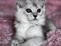 Tescilli Safkan Maine Coon
