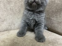 Safkan british shorthair AYI SURAT TOP KAFA bebis