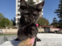 Maine coon erkek black smoke pet şecereli