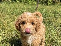 MİNİ BOY ERKEK MALTİPOO